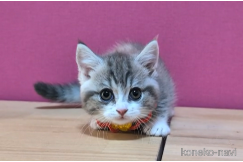 成約済の東京都のマンチカン(短足)-104750の5枚目